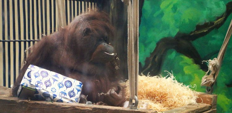 Nz. Raja (fot. Magda Paprocka)