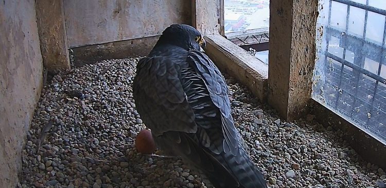 Kosinka zniosła jajo w poniedziałek, 10 marca (Fot. peregrinus.pl)