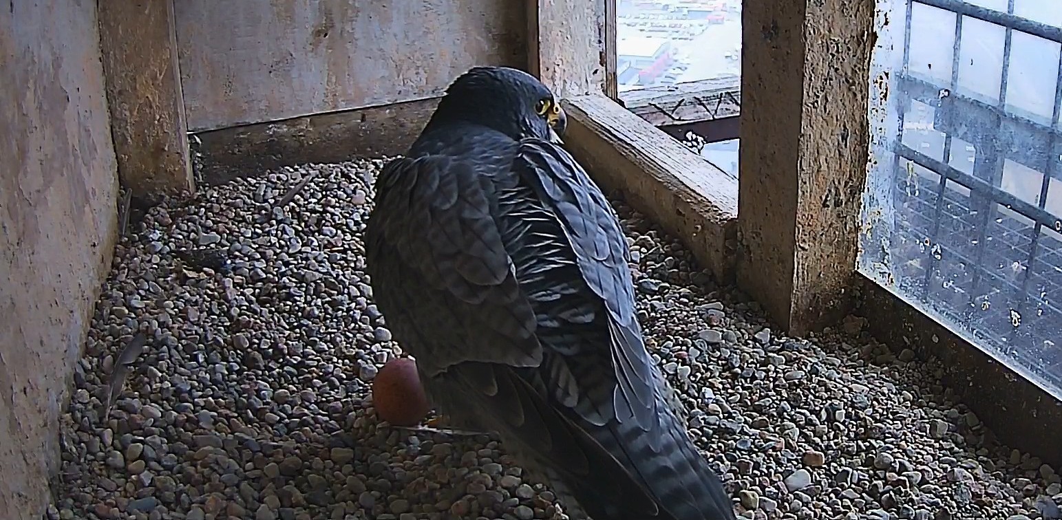 Kosinka zniosła jajo w poniedziałek, 10 marca (Fot. peregrinus.pl)