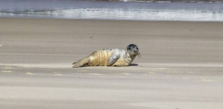Foka „Gwiazdka” (fot. Stacja Morska im. Profesora Krzysztofa Skóry UG)