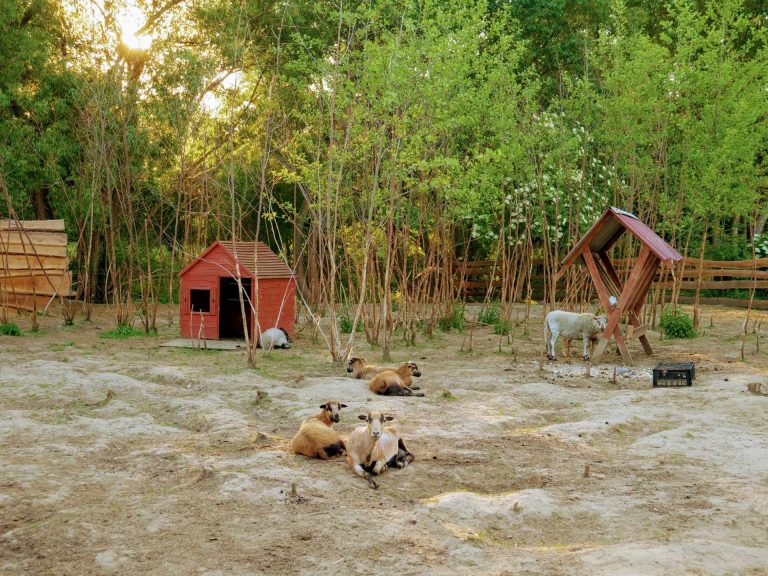 (fot. facebook.com/ZwierzakiNadPotokiem)