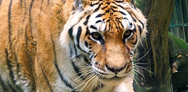 (fot. Gdańskie ZOO)