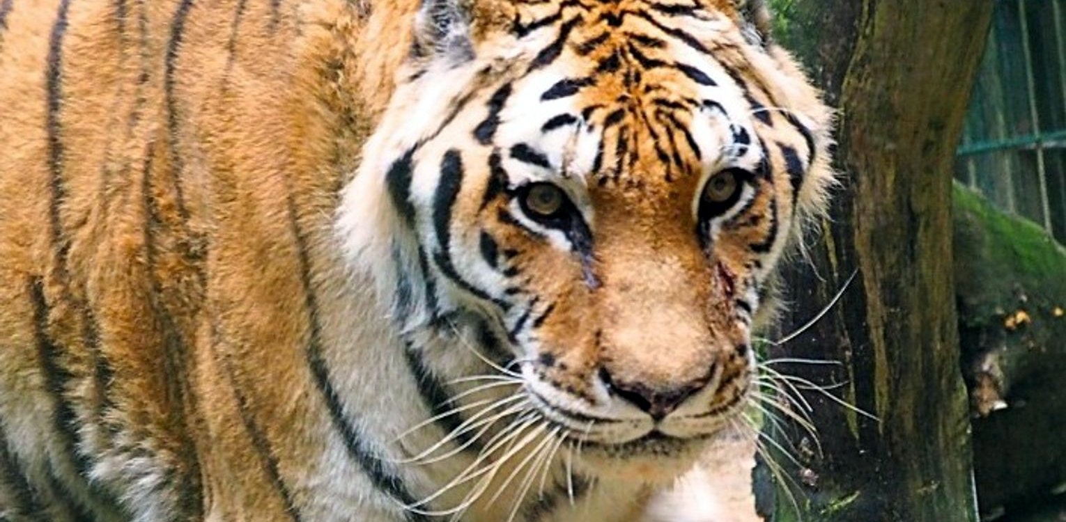 (fot. Gdańskie ZOO)