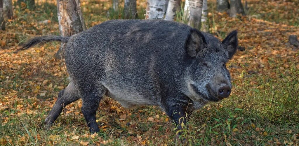 Dzik w lesie. Natura