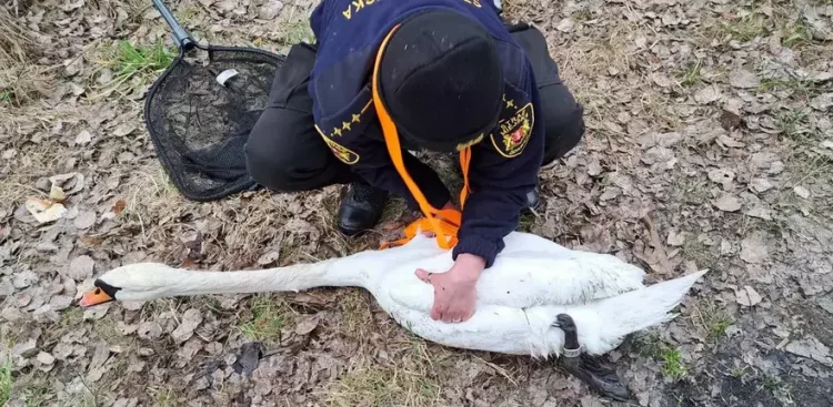 (fot. Straż Miejska w Gdańsku)