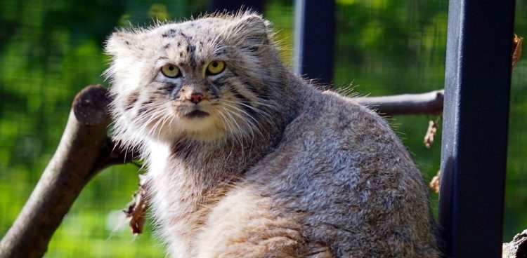 Manul stepowy Manuel (fot. Gdański Ogród Zoologiczny)