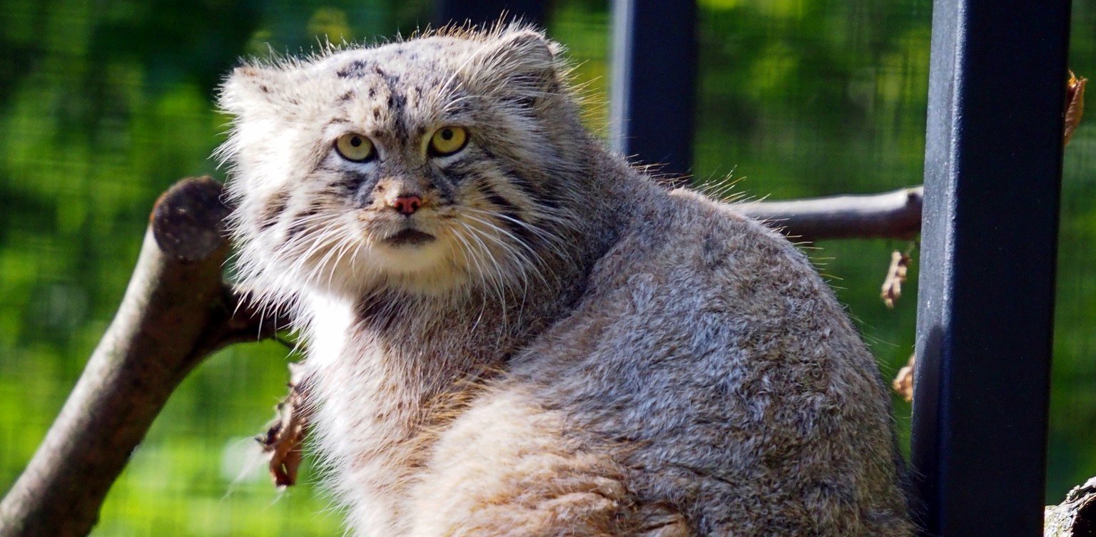 Manul stepowy Manuel (fot. Gdański Ogród Zoologiczny)
