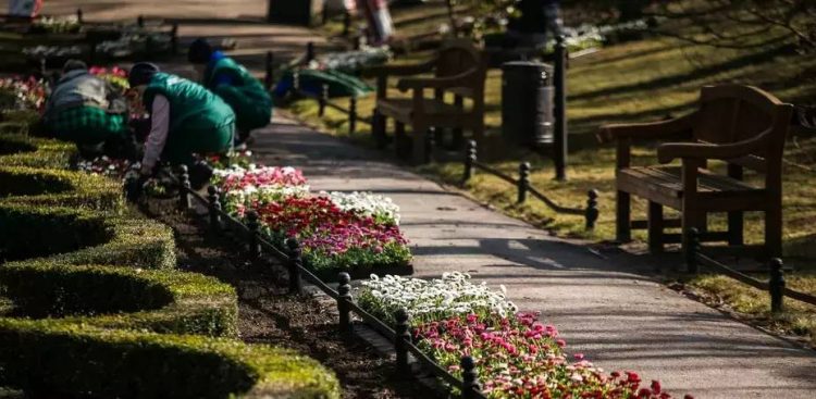 Wiosenne nasadzenia w Gdańsku (fot. Gdański Zarząd Dróg i Zieleni)