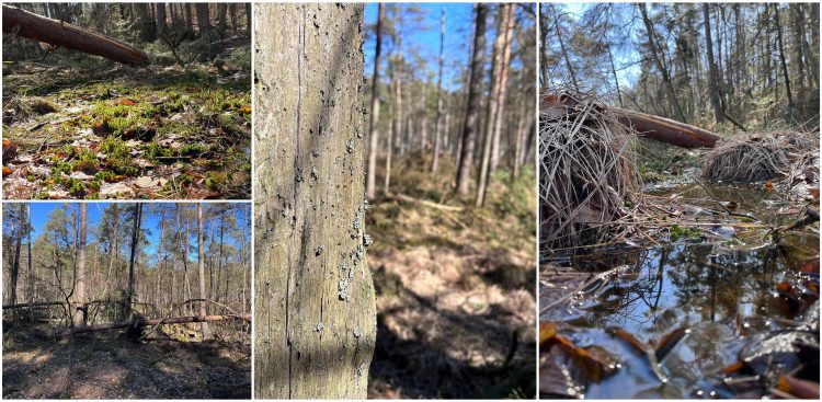 (fot. Regionalna Dyrekcja Lasów Państwowych w Gdańsku)