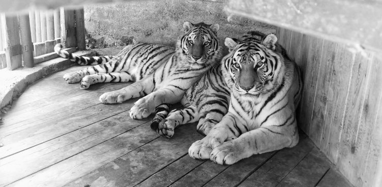 Rodzeństwo tygrysów Dominik i Magda (fot. Gdański Ogród Zoologiczny)