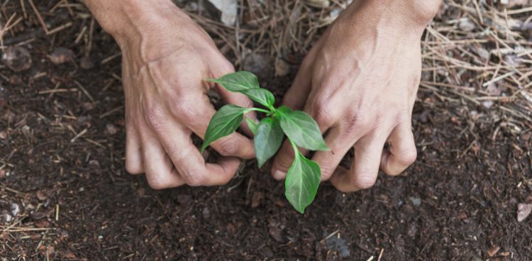 Za przekazanie elektrośmieci mieszkańcy mogą otrzymać sadzonkę (fot. Freepik)