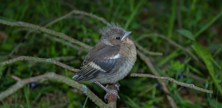 Podlot Zięby (fot. Pixabay)