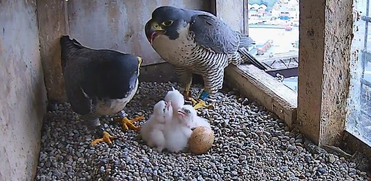 Pisklęta Bosmana i Koksinki (Fot. peregrinus.pl)