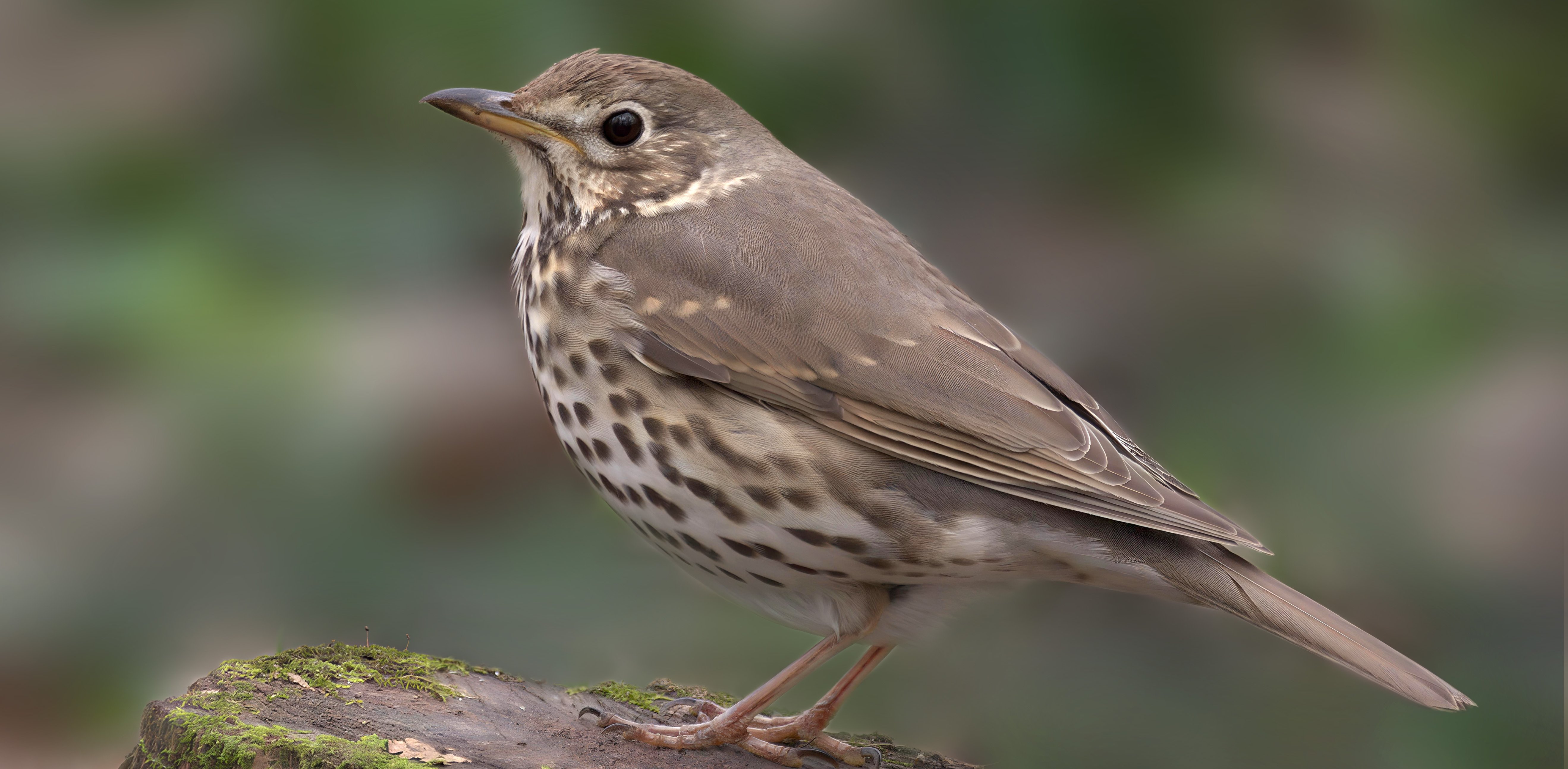 Drozd Śpiewak (fot. Wikimedia Commons)
