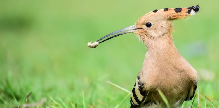 Dudek (fot. Wikimedia Commons)