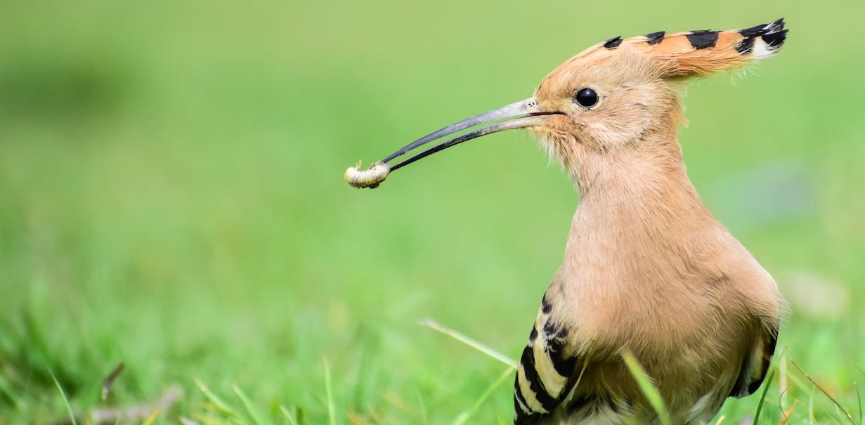 Dudek (fot. Wikimedia Commons)