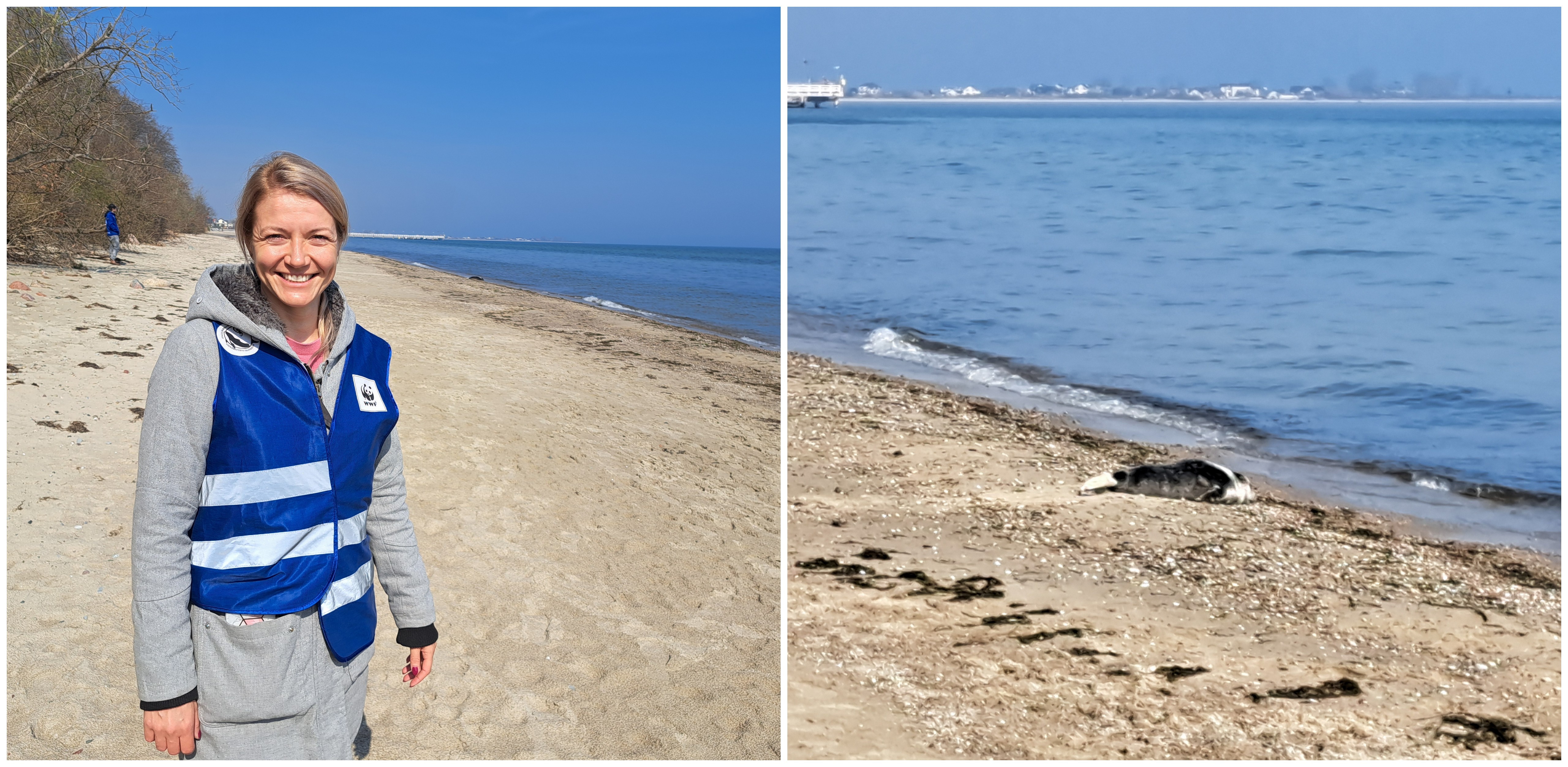 Ewelina Sielska i foka na plaży w Mechelinkach (fot. Radio Gdańsk/Sebastian Kwiatkowski)