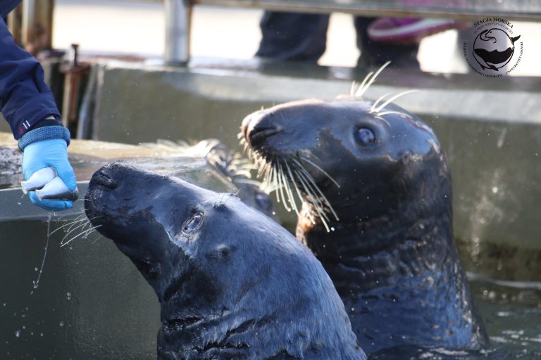 (fot. facebook.com/Fokarium)