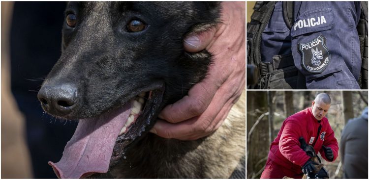 Szkolenie psów policyjnych w Gdyni (fot. KWP w Gdańsku)