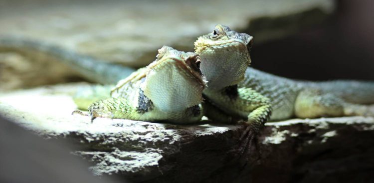 Legwaniki błękitne (fot. Paweł Ciesielski/Gdański Ogród Zoologiczny)