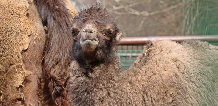 Młody wielbłąd dwugarbny (fot. Paweł Ciesielski)