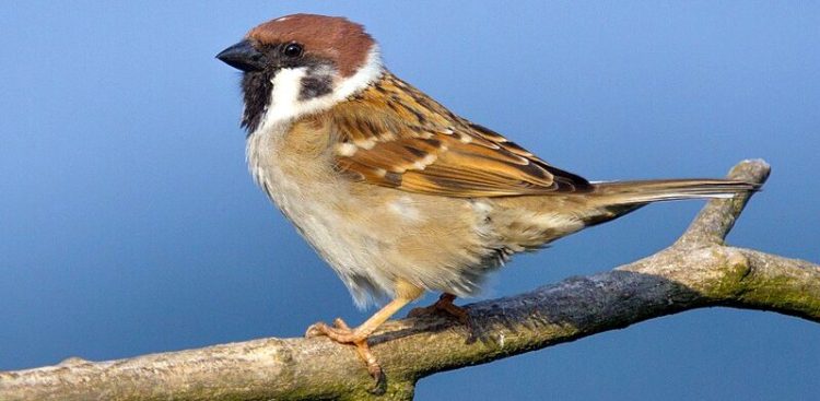 Mazurek (fot. Wikimedia Commons)