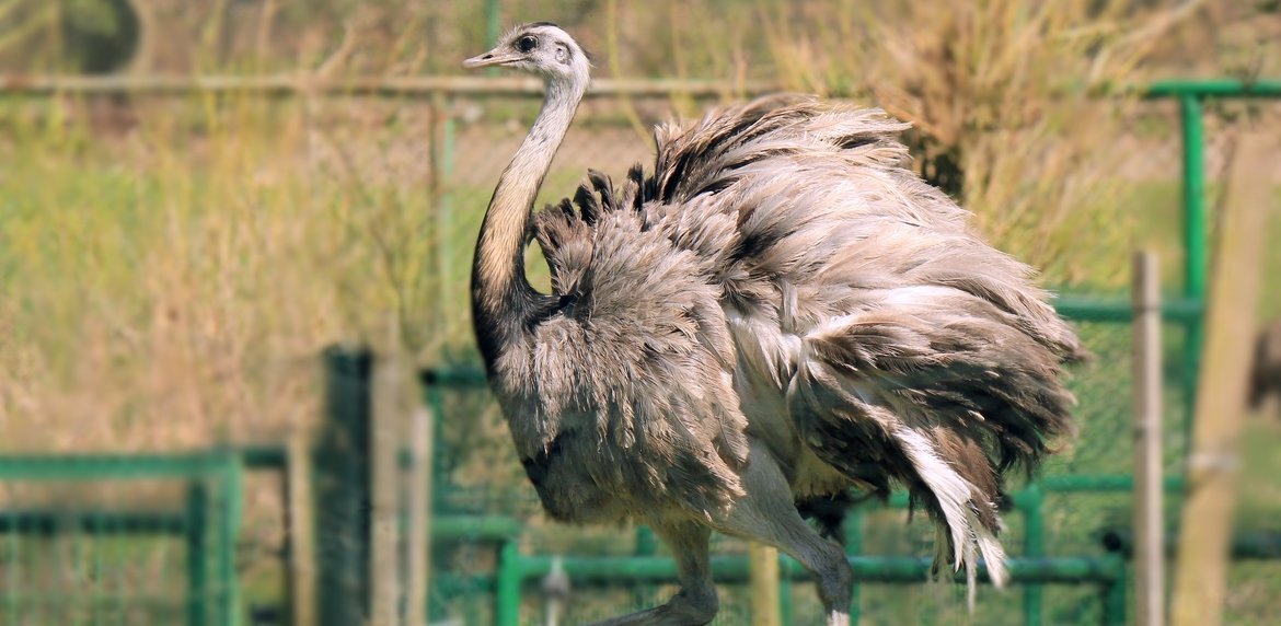 Nandu szare (Fot. Gdański Ogród Zoologiczny)