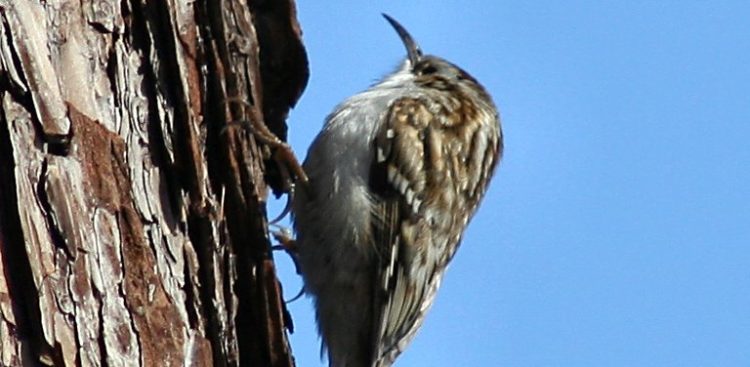 Pełzacz leśny (fot. Wikimedia Commons)
