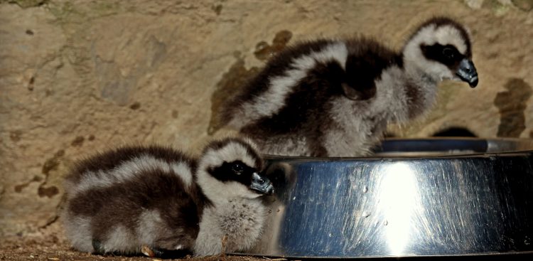 (fot. Paweł Ciesielski)