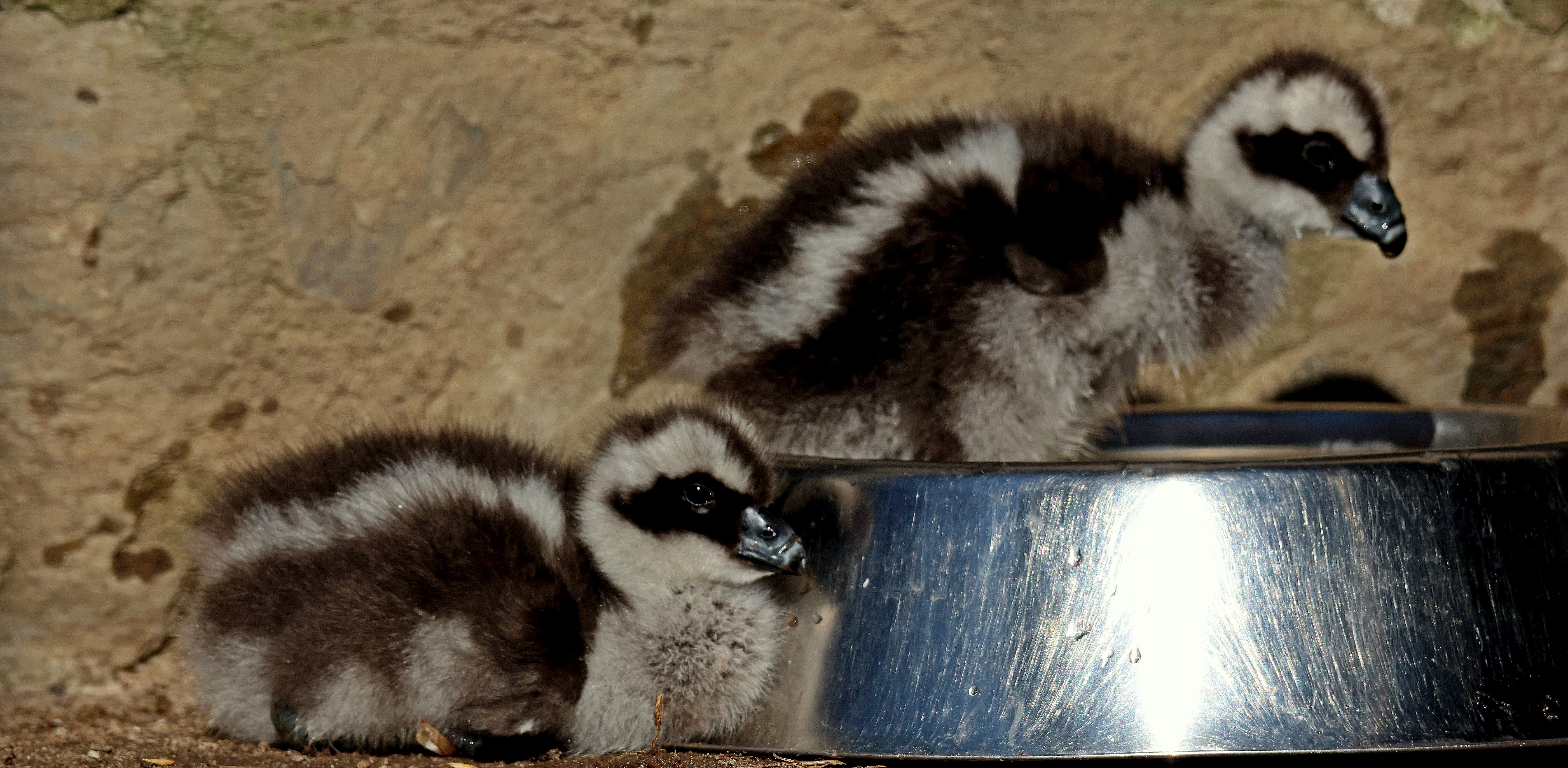 (fot. Paweł Ciesielski)