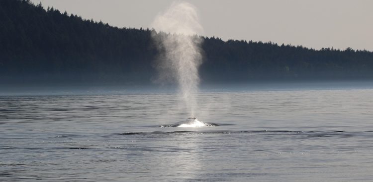 Zdjęcie ilustracyjne (fot. Pixabay)