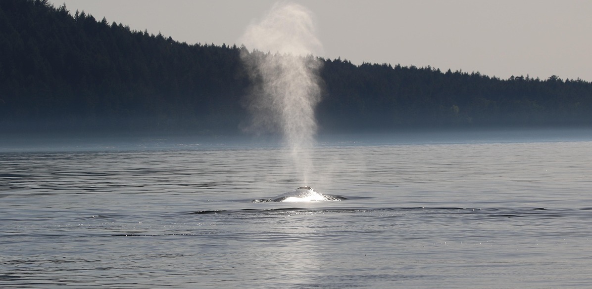 Zdjęcie ilustracyjne (fot. Pixabay)