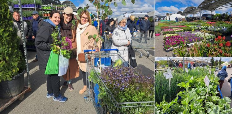 W Pomorskim Hurtowym Centrum Rolno-Spożywczym Renk w Gdańsku-Owczarni trwa kiermasz "Wiosna w ogrodzie" (fot. Radio Gdańsk/Sebastian Kwiatkowski)
