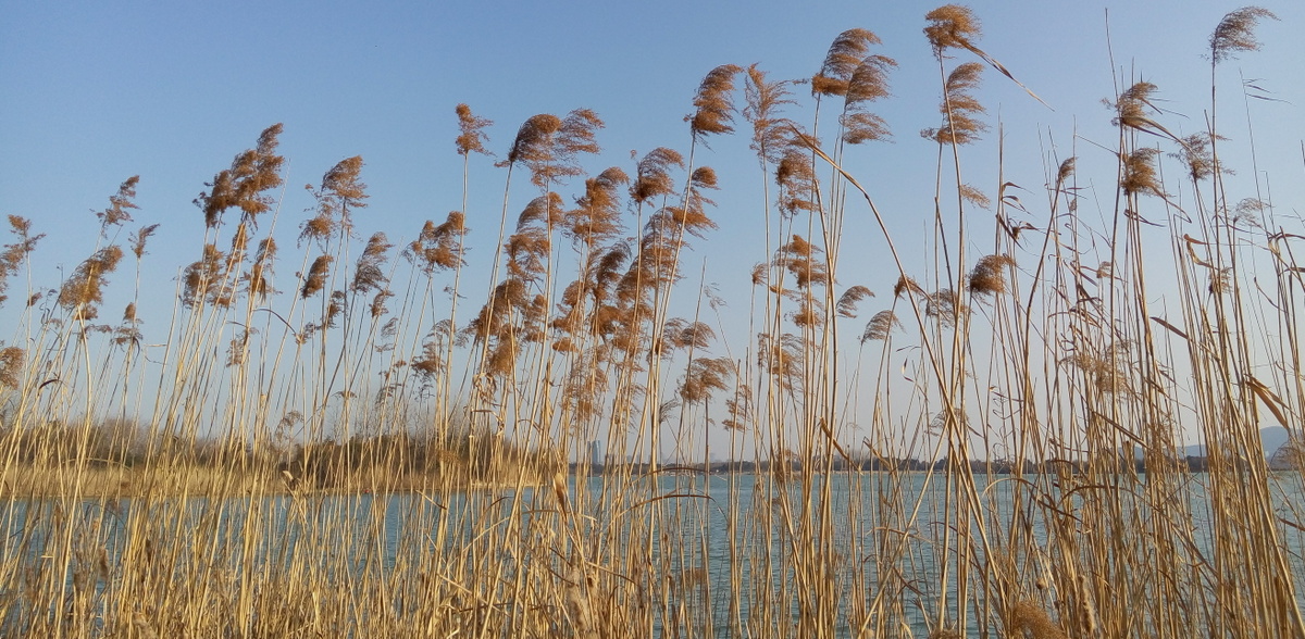 Trzcinowiska na Zalewie Wiślanym będą monitorowane (fot. Freepik)