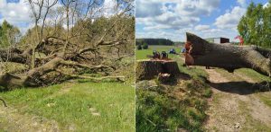 W Skrzeszewie wycięto ponad 150-letnie drzewo (fot. słuchacz RG)