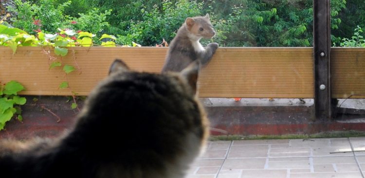 Zdjęcie ilustracyjne (fot. Wikimedia Commons)