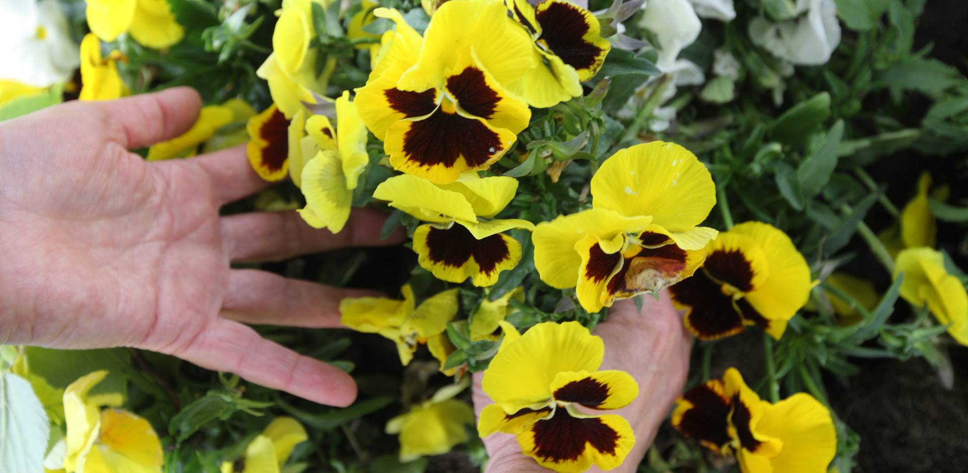 Gdańsk. Park Steffensa. Akcja "Kto przygarnie bratka?" (fot. Grzegorz Mehring/gdansk.pl)