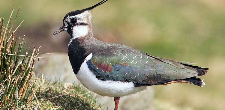 (fot. Wikimedia Commons)