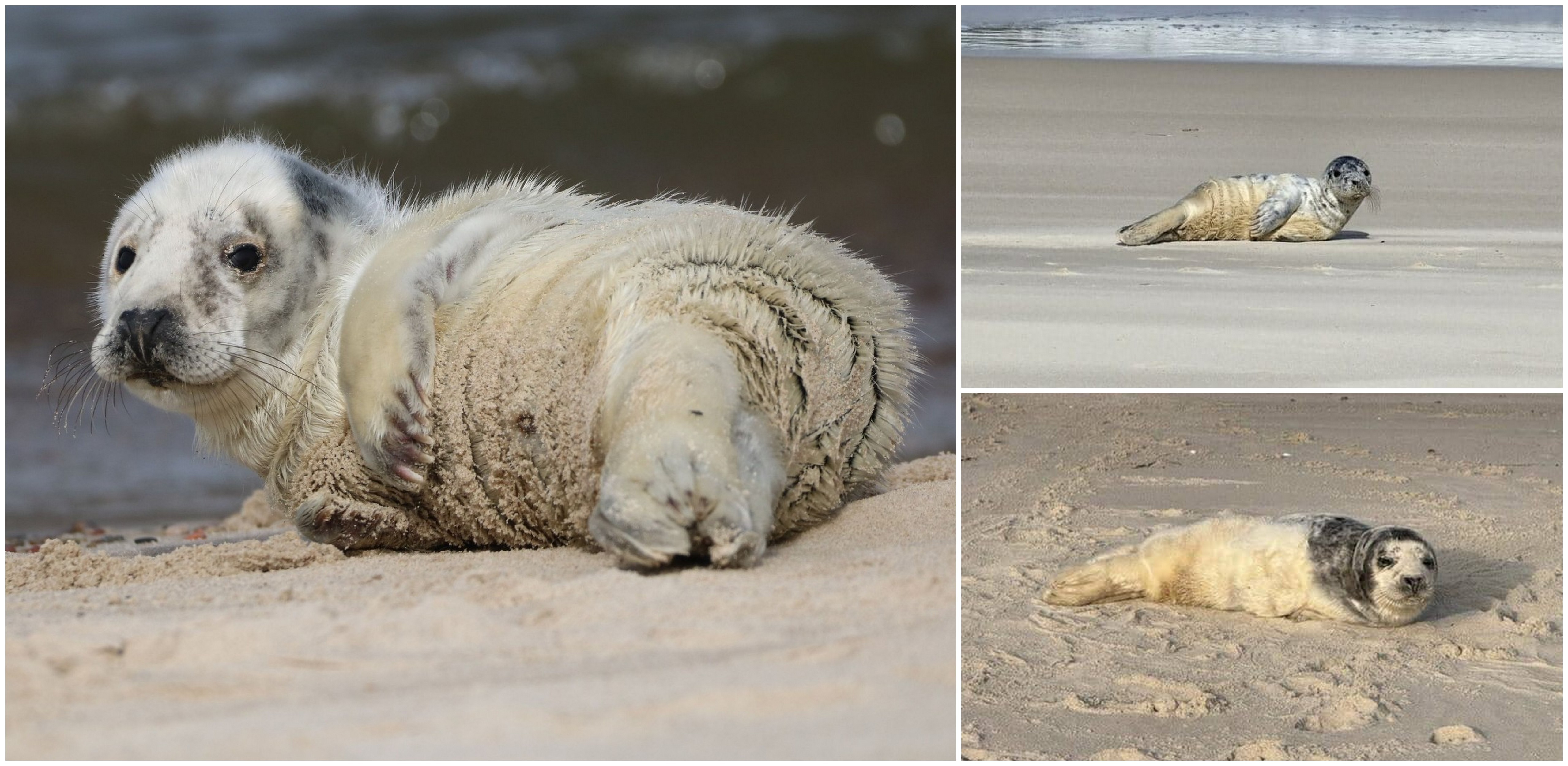 (fot. Stacja Morska im. Profesora Krzysztofa Skóry UG)