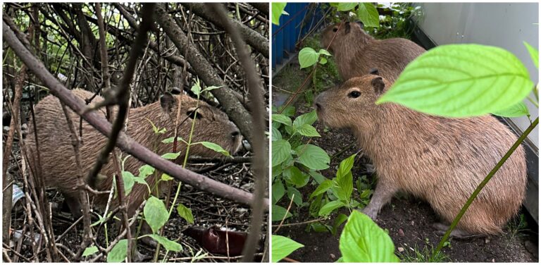 Dwie kapibary urządziły sobie spacer i ukryły się w gęstych zaroślach