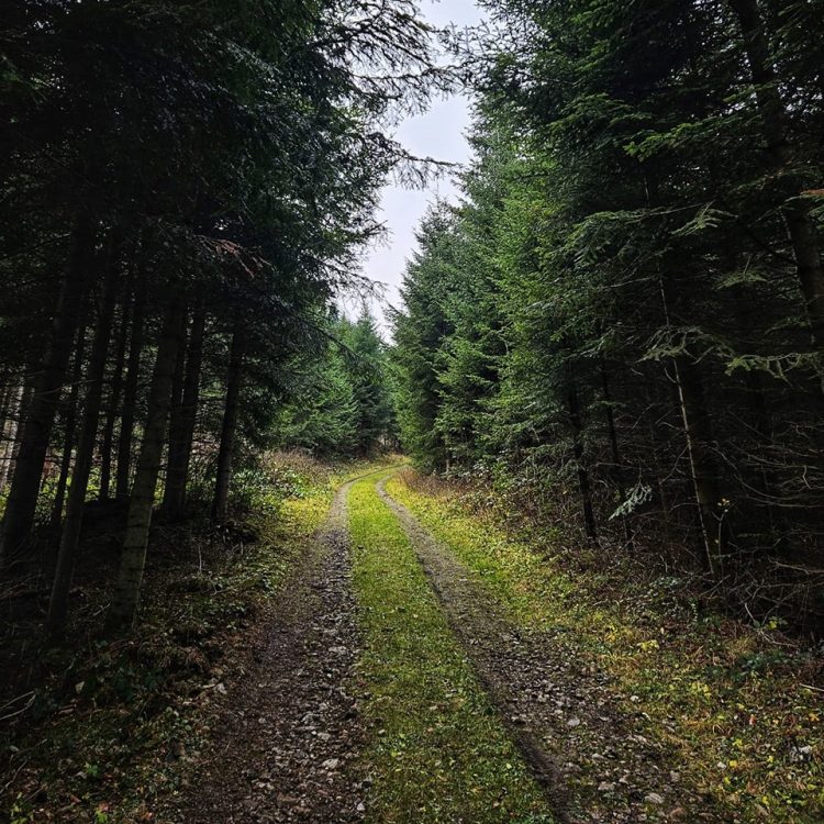 (fot. facebook.com/LasyPanstwowe)