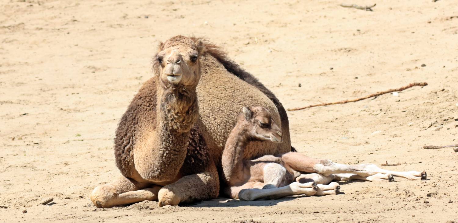 Wielbłądy jednogarbne (fot. Paweł Ciesielski/Gdański Ogród Zoologiczny)