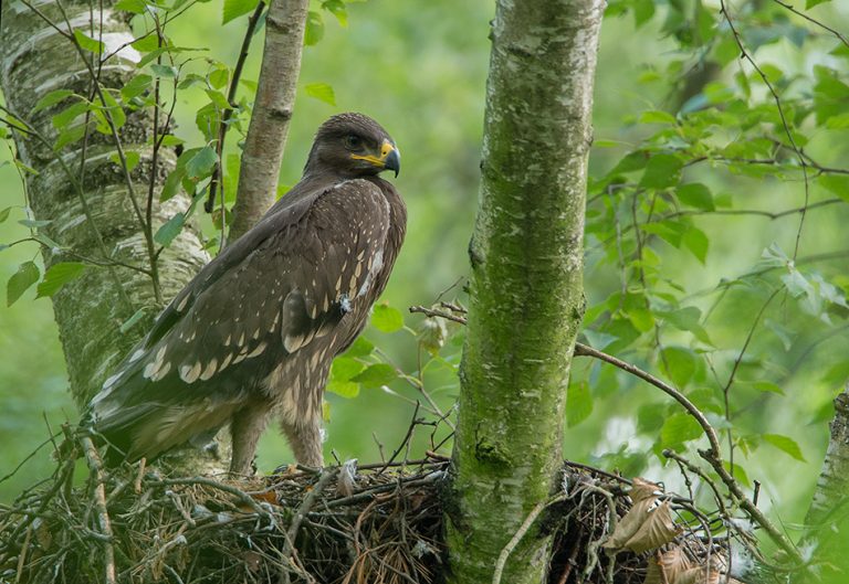 (fot. Cezary Korkosz/kwidzyn.gdansk.lasy.gov.pl)