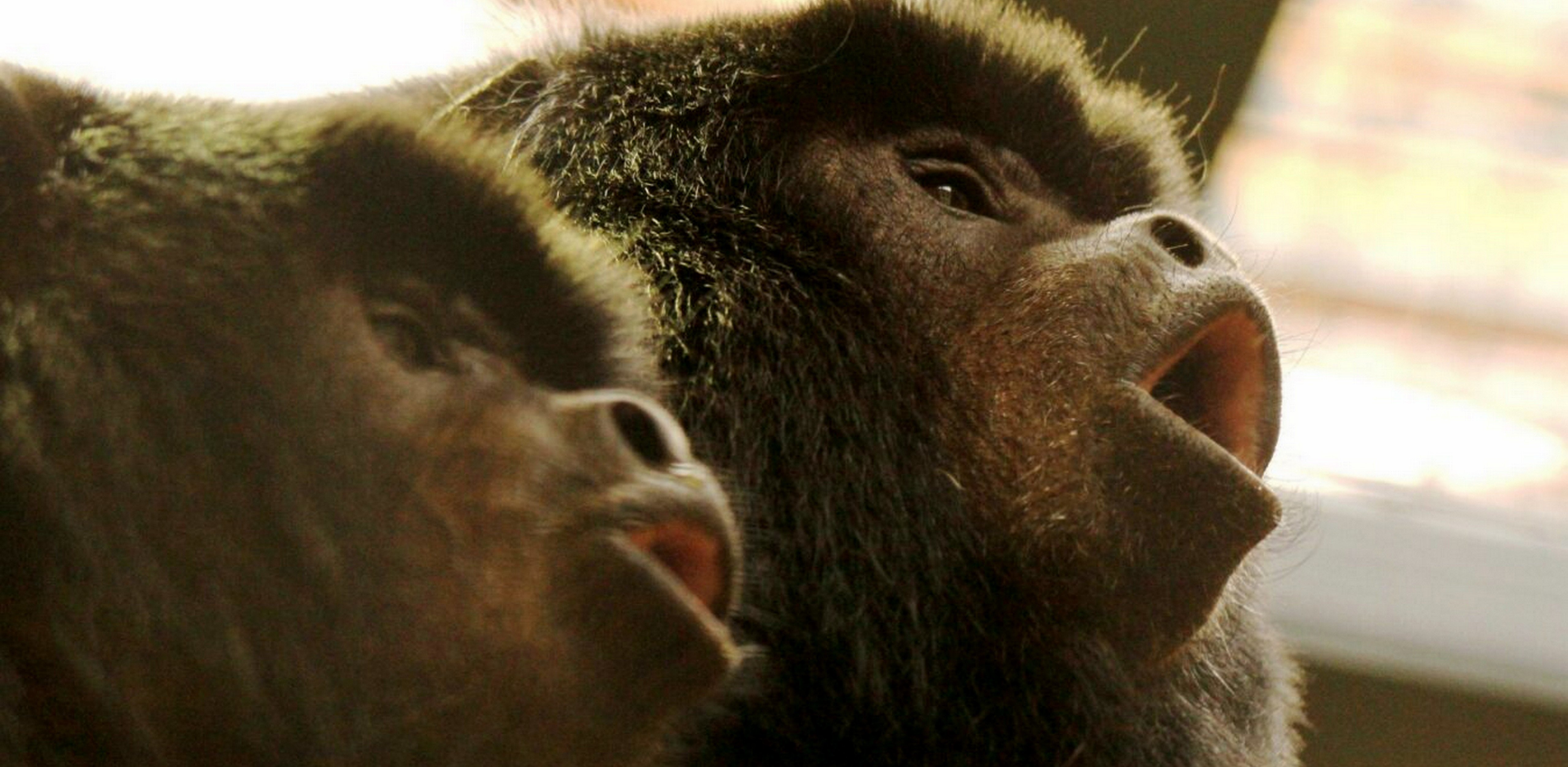 (fot. Gdański Ogród Zoologiczny)