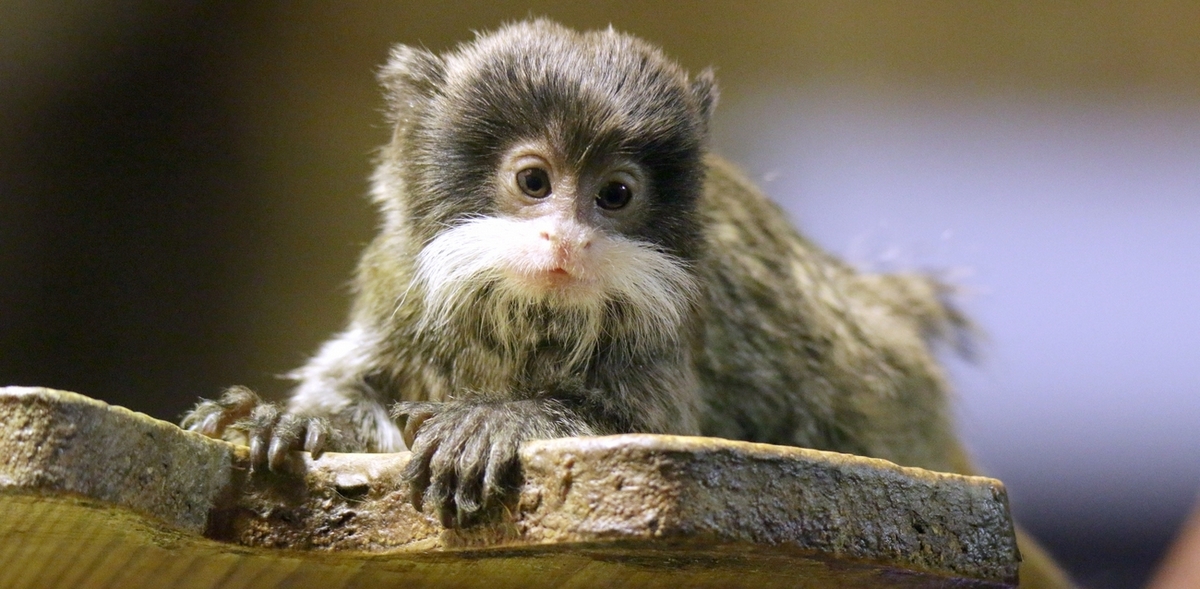 Tamaryna cesarska (fot. Gdański Ogród Zoologiczny)