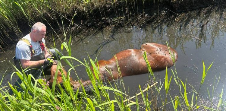 (fot. OSP Gardna Wielka)