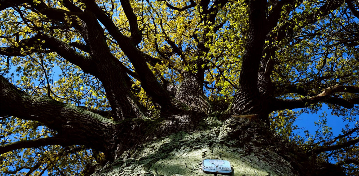 Dąb Aleksander (fot. drzeworoku.pl)