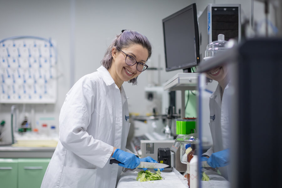 Naukowczynie cięły liście kapusty na kawałki i zanurzały je w solach miedzi o różnych stężeniach