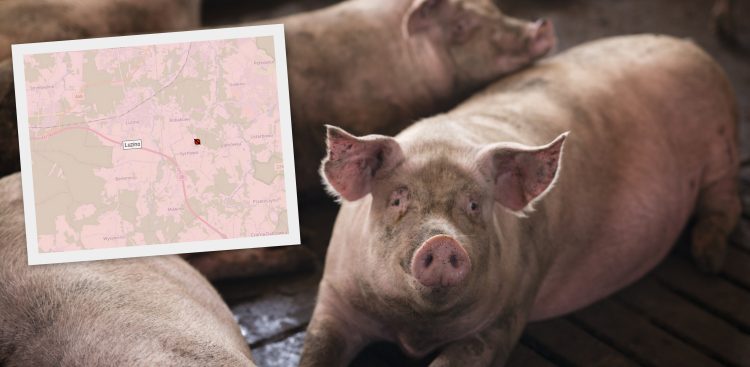 (fot. Główny Inspektorat Weterynarii/Freepik)