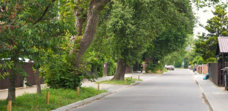 (fot. Drzewa w Mieście dla Klimatu)